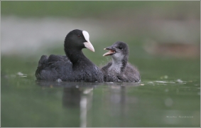 <p>LYSKA ČERNÁ (Fulica atra)</p>